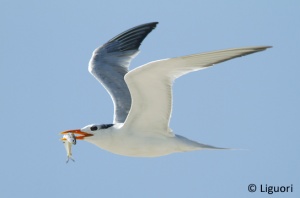 Royal Tern.jpg